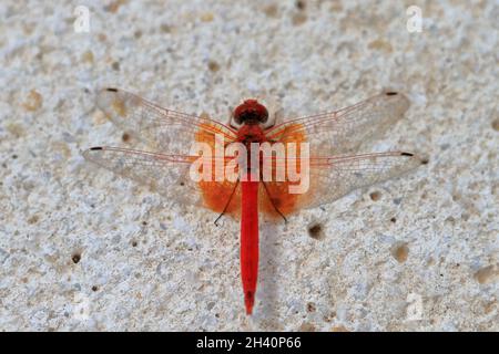 Dragonfly of the species irby's dropwing, orange-winged dropwing, or scarlet rock glider (Trithemis kirbyi), perched on a white stone. Stock Photo