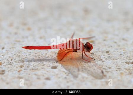 Dragonfly of the species irby's dropwing, orange-winged dropwing, or scarlet rock glider (Trithemis kirbyi), perched on a white stone. Stock Photo