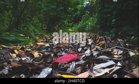 A single isolated red leaf on a path filled with autumn fall leaves surrounded by lush vegetation Stock Photo