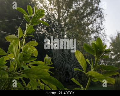 Sunlight catches a spider web on a tree on a morning with a heavy dew Stock Photo