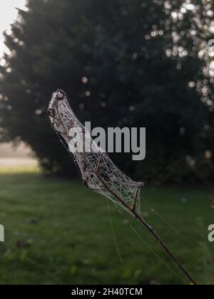 Sunlight catches a spider web on a tree on a morning with a heavy dew Stock Photo