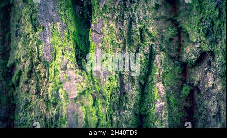 Narrow depth of field closeup of the bark of an old oak tree with bright green moss on the surface Stock Photo
