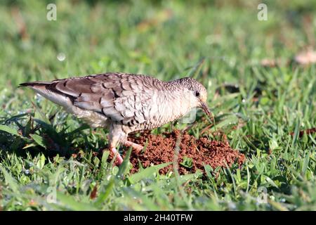 Scaled Dove (Columbina squammata) isolated on the ground, feeding in an anthill Stock Photo