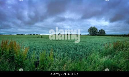 A flat field of early green wheat in the Lincolnshire Fens, England with two trees in the background, wild plants and grasses in the foreground Stock Photo