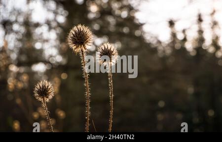 Autumn fall burdock heads glowing in low sunlight with a blurred background Stock Photo