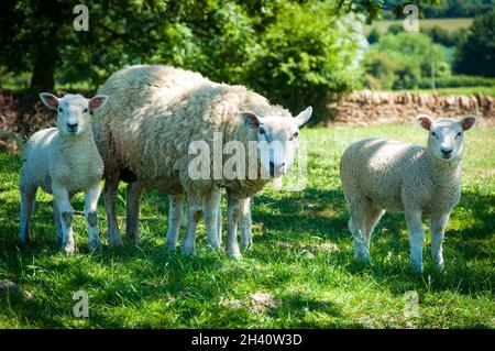 A ewe and two spring lambs in front of a stone wall look toward the camera on a bright sunny day in the English countryside Stock Photo