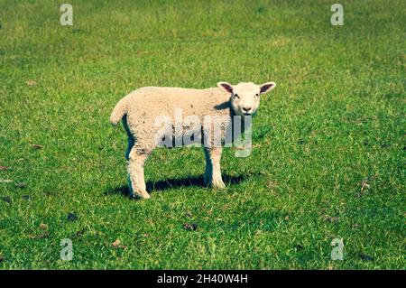 A single isolated cute lamb looking toward the camera in a green grassy pasture field on a bright sunny day Stock Photo