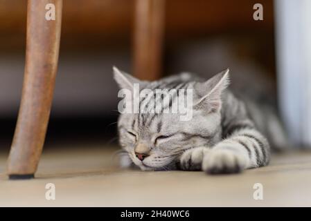 Silver Scottish Straight Cat Stock Photo