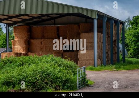 Bails of hay or straw in modern corrugated iron barn during a sunny day with an open gate in the foreground Stock Photo