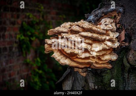 Bracket fungus Chicken of the Woods (Laetiporus sulphureus) on a tree next to a brick wall Stock Photo