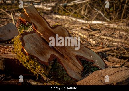 A leaf or guitar shaped cross section of a tree in golden sunlight Stock Photo