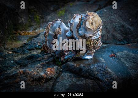 A closeup of three oyster shells that had grown together on a rock Stock Photo