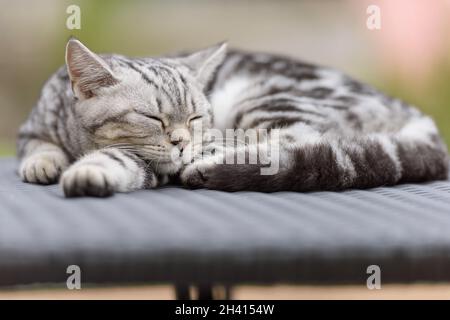 Silver Scottish Straight Cat Stock Photo