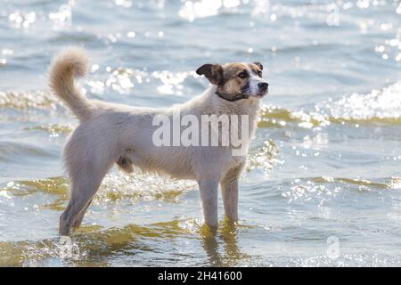 Happy white male mongrel dog at the beach standing in sea water Stock Photo