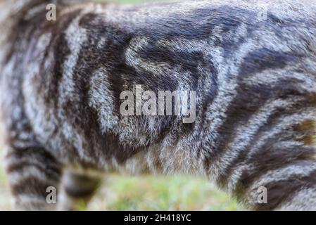 Silver Scottish Straight Cat Stock Photo