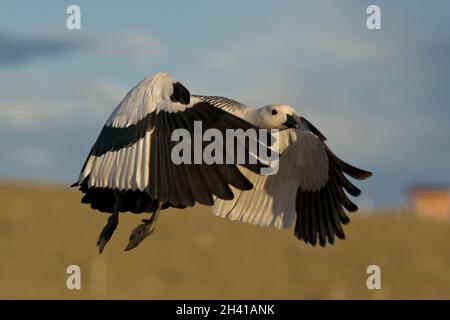 Flying Male Upland Goose Stock Photo