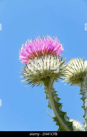 Bumblebee foraging on a blooming purple thistle flower, nature & wildlife photography Stock Photo