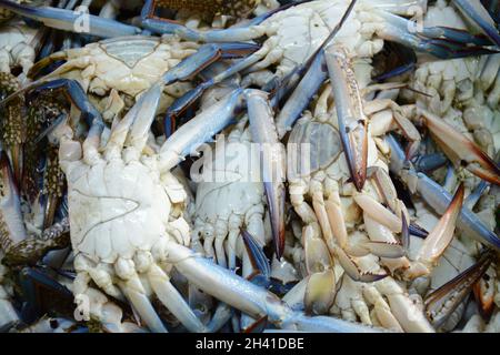 Blue Crabs stored in a live box for selling.  Akko market. Akko(Acre), Israel. Stock Photo