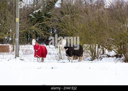 A pair of horses standing in their paddock. They are wearing coats to keep them warm during a rare snow storm in the UK Stock Photo