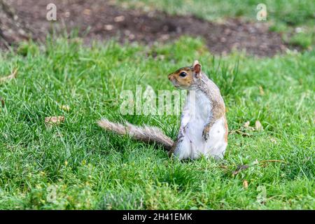 Squirrel on the grass Stock Photo