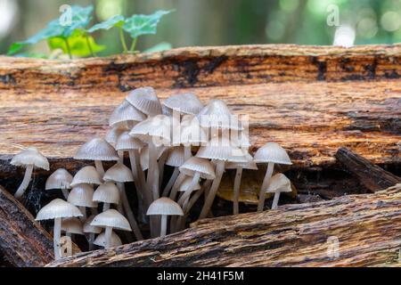 A large group of tiny mushrooms growing in woodland on Southampton Common Stock Photo