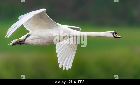 Swan Stock Photo