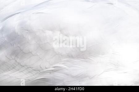 Snow white swan wing feather texture background. Stock Photo