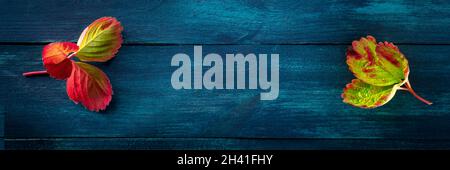 Autumn panorama with vibrant leaves on a dark blue wooden background Stock Photo