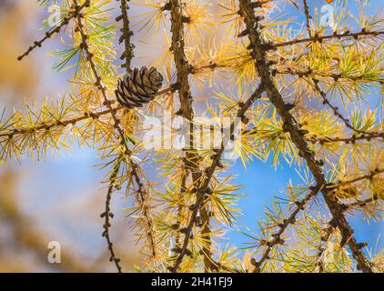 Larix gmelinii or the Dahurian larch. Cones on a coniferous tree in autumn. Yellow needle like leaves. Blue sky background. Stock Photo