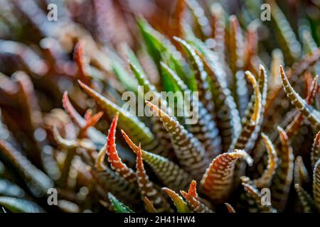 Close-up abstract background of Haworthiopsis fasciata or Haworthia fasciata or Haworthia Zebra succulent. Selective focus. Stock Photo
