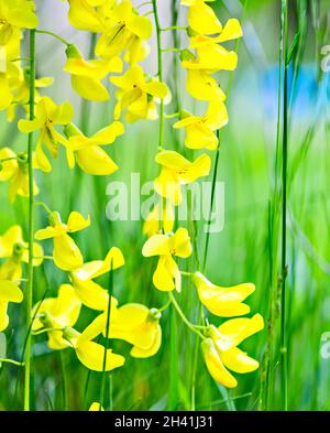 Flowers of blossoming Laburnum anagyroides or the common laburnum, golden chain or golden rain - bright yellow flowers on green garden background. Stock Photo