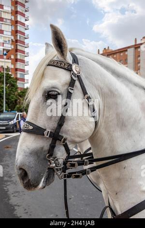 Detail of head of white andalusian horse Stock Photo