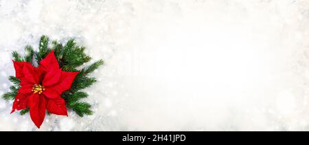 Christmas composition with red poinsettias and fir twigs. Stock Photo