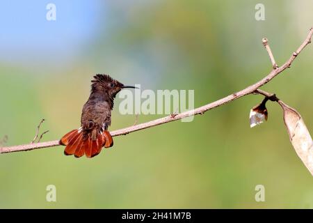 male Ruby-topaz Hummingbird (Chrysolampis mosquitus) perched on a branch against a blurred and greenish background Stock Photo