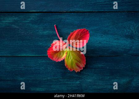 Colorful autumn leaf on a dark blue wooden background Stock Photo