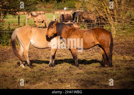 Wild Henson horses in Baie de Somme Stock Photo