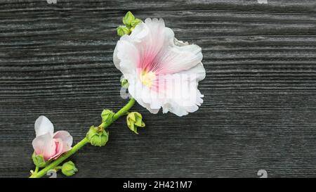 White musk mallow flower on wooden background.Shooting on a sunny summer day. Garden mosquito mallow with white petals in summer close-up. Stock Photo