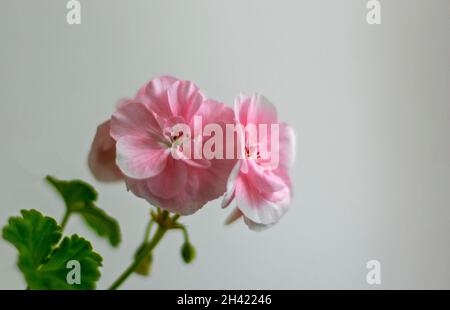 Pelargonium geranium flower isolated on gray background Stock Photo