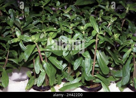 Ammannia crassicaulis from Africa is also known as Nesaea crassicaulis. Hydroponic culture for aquarium purpose Stock Photo