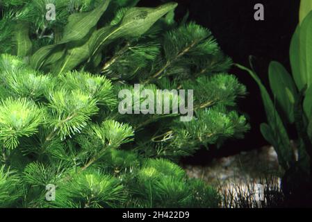Cabomba caroliniana, commonly called fanwort or Carolina watershield Stock Photo