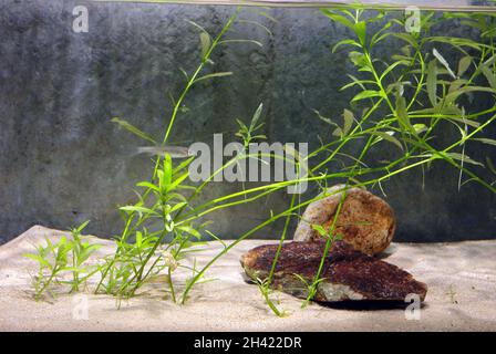 Callitriche stagnalis is a perennial aquatic vascular plant species, also known as pond water-starwort Stock Photo