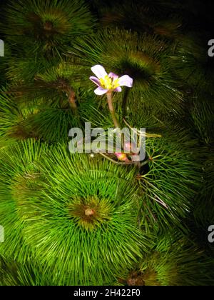 Flowering Cabomba caroliniana, commonly called fanwort or Carolina watershield Stock Photo