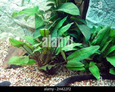 Cryptocoryne beckettii, the Beckett's water trumpet, is a species of herb which is native to India and Sri Lanka Stock Photo