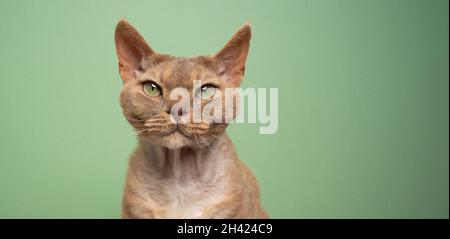 lilac fawn devon rex cat with green eyes looking at camera portrait on green background with copy space Stock Photo