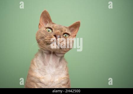 fawn lilac devon rex cat portrait looking irritated or surprised on mint green background with copy space Stock Photo