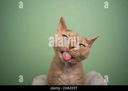 naughty cat sticking out tongue making funny face looking angry