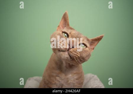 cute fawn lilac devon rex cat looking at camera tilting head portrait on green background with copy space Stock Photo