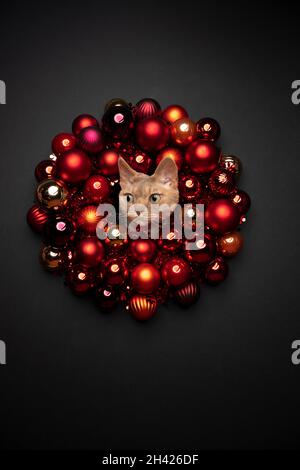 cat xmas card portrait with copy space. devon rex cat sticking head through christmas wreath with red baubles on black background Stock Photo