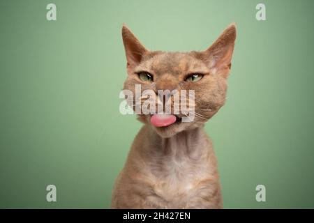 naughty fawn lilac devon rex cat sticking out tongue making funny face on green background with copy space Stock Photo
