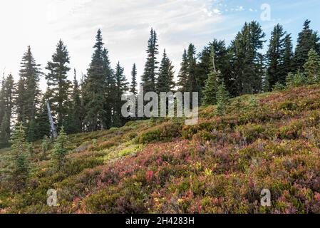 Great paradisiac landscape arround Mount Rainier National Park, USA Stock Photo